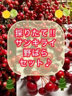 [No.51］★採りたて サンキライ 野ばらの実40本以上 セット♪