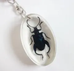 「モモブトハムシ」(青） 本物 昆虫 キーホルダーのサムネイル