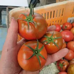 ※ぬかちん様専用 高知県産はれそらトマト特選品2㎏+B品4㎏