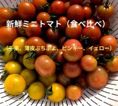 新鮮ミニトマトミックス詰合せのサムネイル