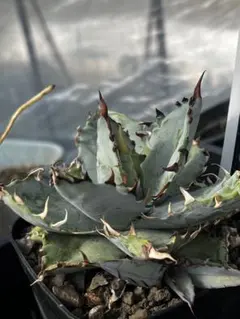 2026年最新】アガベ bb錦の人気アイテム - メルカリ