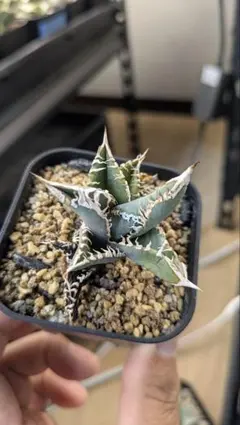 アガベ うねり　オアハカ　メキシコ実生　コンパクト　親株出品　ノーネーム 2025年最新】アガベ オアハカの人気アイテム - メルカリ