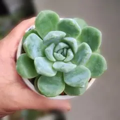 多肉植物 洛神錦A - メルカリ