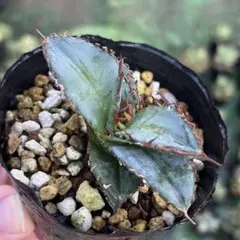 2025年最新】オテロイ 種の人気アイテム - メルカリ