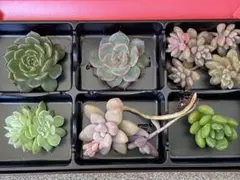 多肉植物 カット苗 色々セット ゆうパケットポストミニ発送 - メルカリ