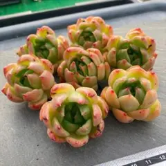 カ*リ様 多肉植物 20個 2026-0811MLJP-047 コーラル ウィス カ*リ様 多肉植物 20個 2026-0811MLJP-047 コーラル ウィス - メルカリ