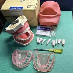 最終価格❗️ 顎模型　ニッシン　頬粘膜　歯科衛生士　まとめ売り　歯科 2025年最新】顎模型 歯科衛生士の人気アイテム - メルカリ