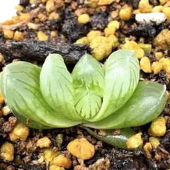 トマト様 リクエスト 3点 まとめ商品