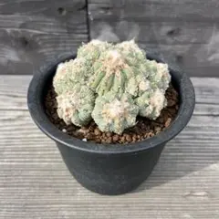 2025年最新】花籠 アズテキウムの人気アイテム - メルカリ