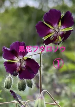 美優様 リクエスト 8点 まとめ商品