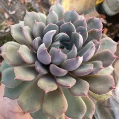 お得な9苗セット！cozさん・韓国苗　札付き・メルカリ便発送！ 2025年最新】COZ苗の人気アイテム - メルカリ