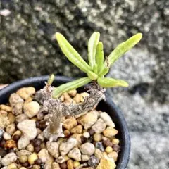 チレコドン グランディフローラ 発根済挿し木苗 抜き苗発送 サボテン 多肉植物のサムネイル
