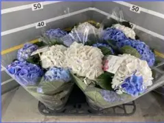 ☆ハイドランジア☆アジサイ☆寿 ブルー☆4号鉢☆希少☆ - メルカリ