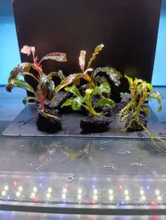 2026年最新】ブセファンドラ レッドベルベットの人気アイテム - メルカリ