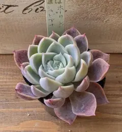 2026年最新】シャビアナの人気アイテム - メルカリ