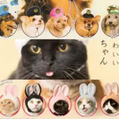 ねこのかぶりもの 着ぐるみ ガチャ
