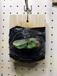 2026年最新】白ビカクの人気アイテム - メルカリ