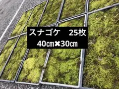 2026年最新】スナゴケの人気アイテム - メルカリ