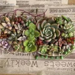 多肉植物カット苗いろいろ詰め合わせ2トレーセット　　寄せ植えセット