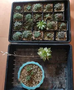 多肉植物 ハオルチア セットのサムネイル