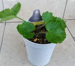 2026年最新】ラナンキュラスラックス ロティスの人気アイテム - メルカリ