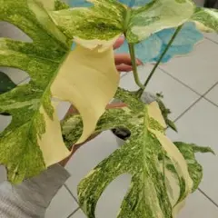 2026年最新】モンステラプラチナムの人気アイテム - メルカリ