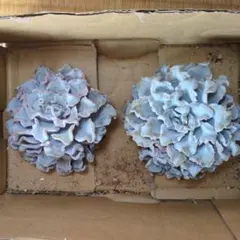 2026年最新】クリスペートビューティの人気アイテム - メルカリ