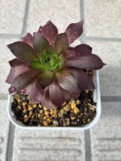 2026年最新】アエオニウム フェニックスフレイムの人気アイテム - メルカリ