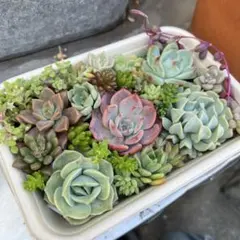 エケベリア　セダム多肉弁当寄せ植え