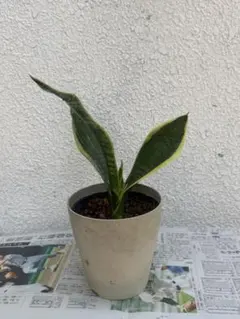 超特大　発根済　Sansevieria sp.デザイン鉢のまま発送　サンスベリア 超特大 発根済 Sansevieria sp.デザイン鉢のまま発送 サンスベリア