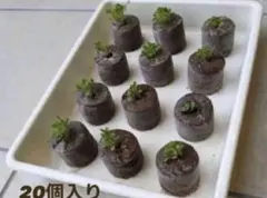 코코피토 모종 발아 디스크, 20개 팩