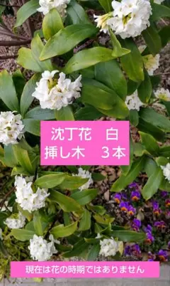 No.3【沖縄から♪】花キリン(レアな黄色)♥️枝振り最高♪ - メルカリ