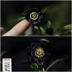 2026年最新】八咫烏 クリスマスローズの人気アイテム - メルカリ