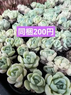 Top【選抜株】多肉植物　26898ベリー　30個　鉢無し/脱土 Top【選抜株】多肉植物 26898ベリー 30個 鉢無し/脱土 - メルカリ