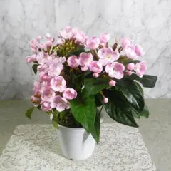 強い香りニオイザクラ リッチRich 匂い桜べにふじ 1鉢土減らし花段々終わった 強い香りニオイザクラ リッチRich 匂い桜べにふじ 1鉢土減らし花段々