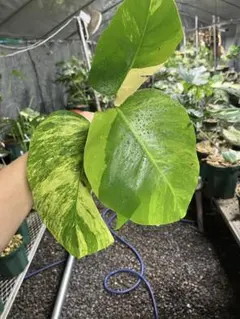 モンステラ　イエローマリリン　2寸ポリポット　ネコポス発送 モンステラデリシオーサ イエローマリリン 黄斑入り 2寸