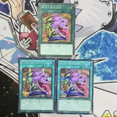 No.2575 レアコレ 強貪　exレア　シク　3枚のサムネイル