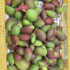 宮古島産 摘果マンゴー 8kg - メルカリ