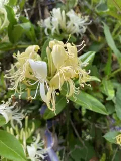 メル82821　ハニーサックル苗約50g 2025年最新】ハニーサックル 苗の人気アイテム - メルカリ