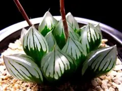 カネモト様 リクエスト 3点 まとめ商品