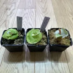 ビカクシダ セット OMG マダガスカリエンセ リドレイドワーフ - メルカリ