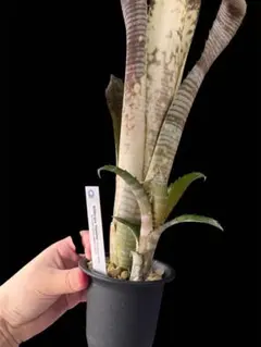 2026年最新】ビルベルギアの人気アイテム - メルカリ