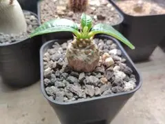 ウィンゾリー 3 国内実生 国内繁殖 ぽってり パキポディウム 塊根植物 ウィンゾリー 3 国内実生 国内繁殖 ぽってり パキポディウム 塊根植物