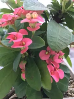 ハナキリンカット苗⭐️のサムネイル