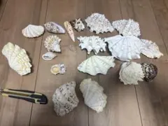 2026年最新】ヒレシャコガイの人気アイテム - メルカリ