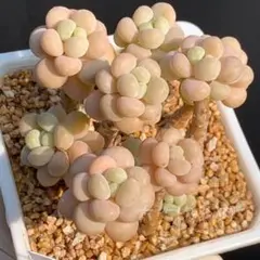 多肉植物　ぷくぷく系　rococo 群生苗　5cm鉢抜き苗　1株のサムネイル