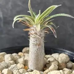 種子 100粒 象牙宮 パキポディウム グラキリス 塊根植物 - メルカリ