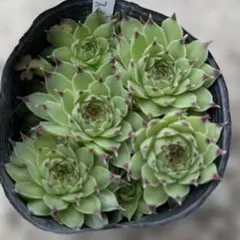 ミセスジョセフィー ① sempervivum - メルカリ