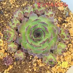 こうちゃんママ様 リクエスト 2点 まとめ商品