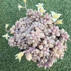 多肉植物カット苗】ロココ（購入時の名前） - メルカリ